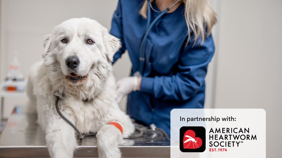 white fluffy dog on exam table